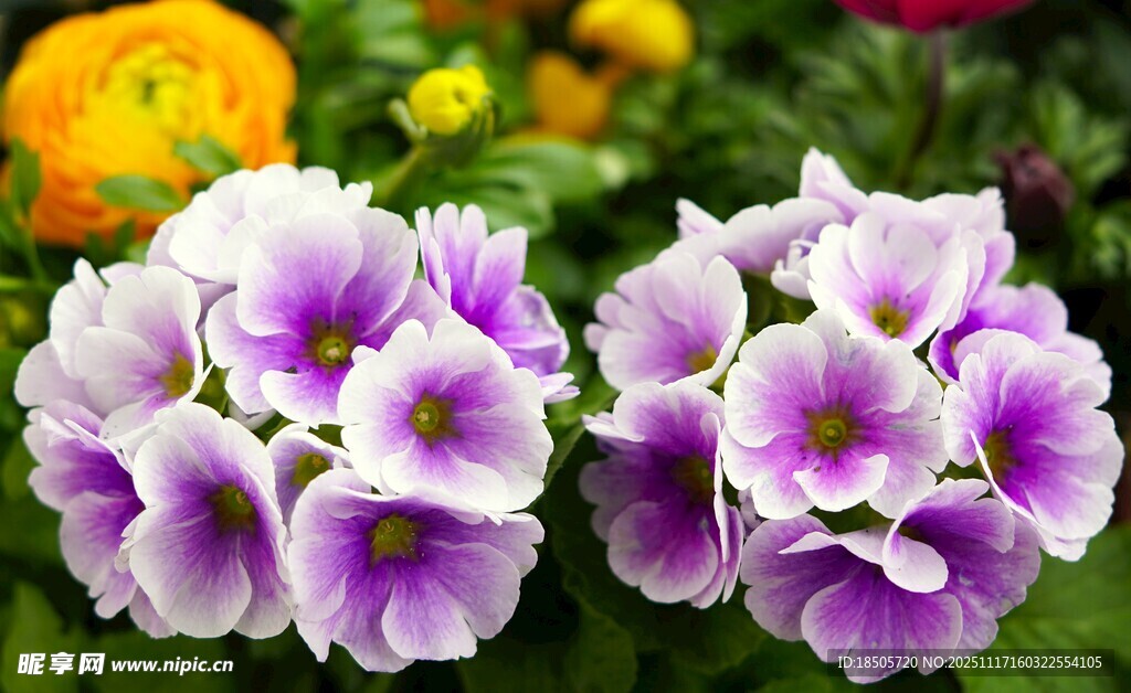 紫白相间美丽报春花