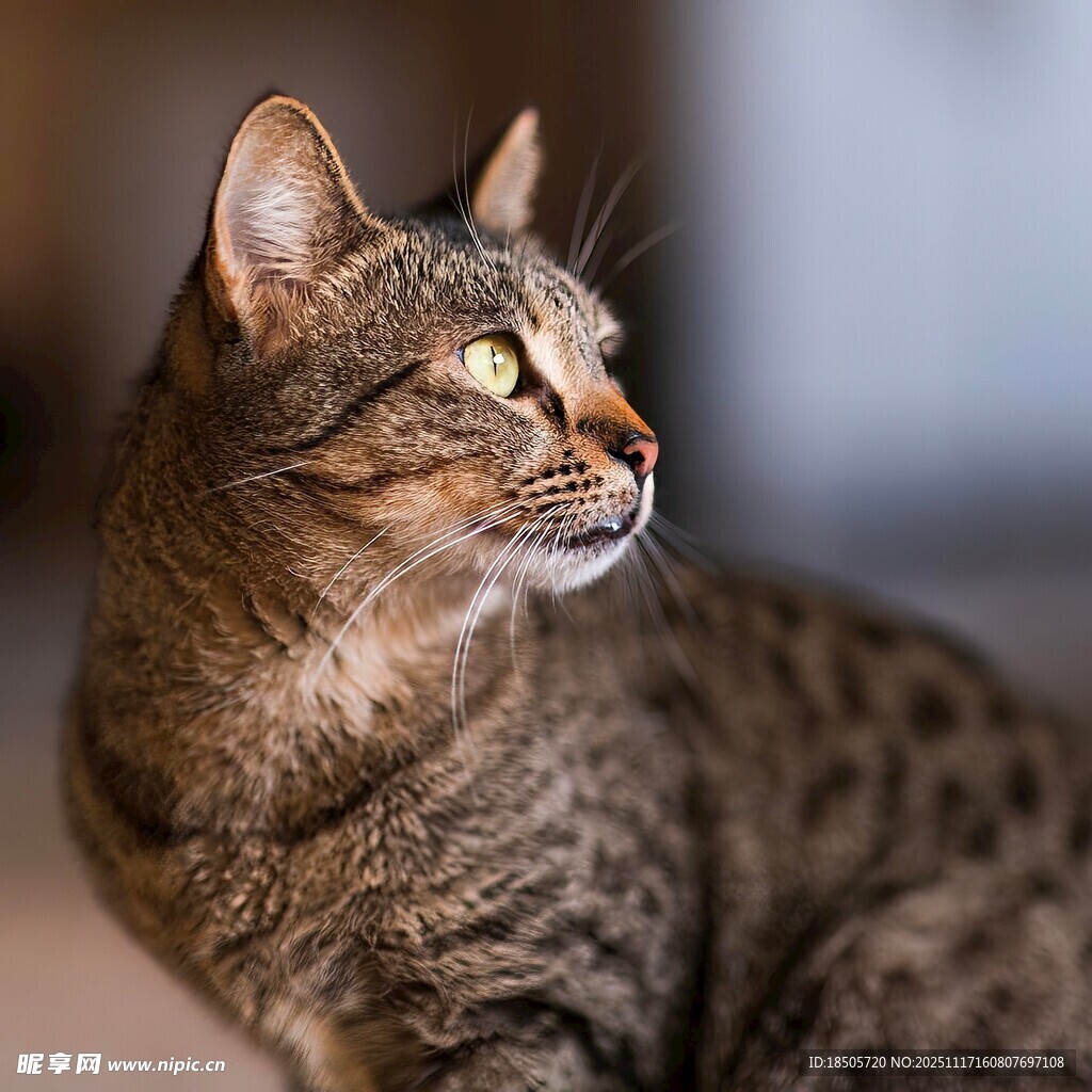 斑纹猫咪侧头凝视瞬间