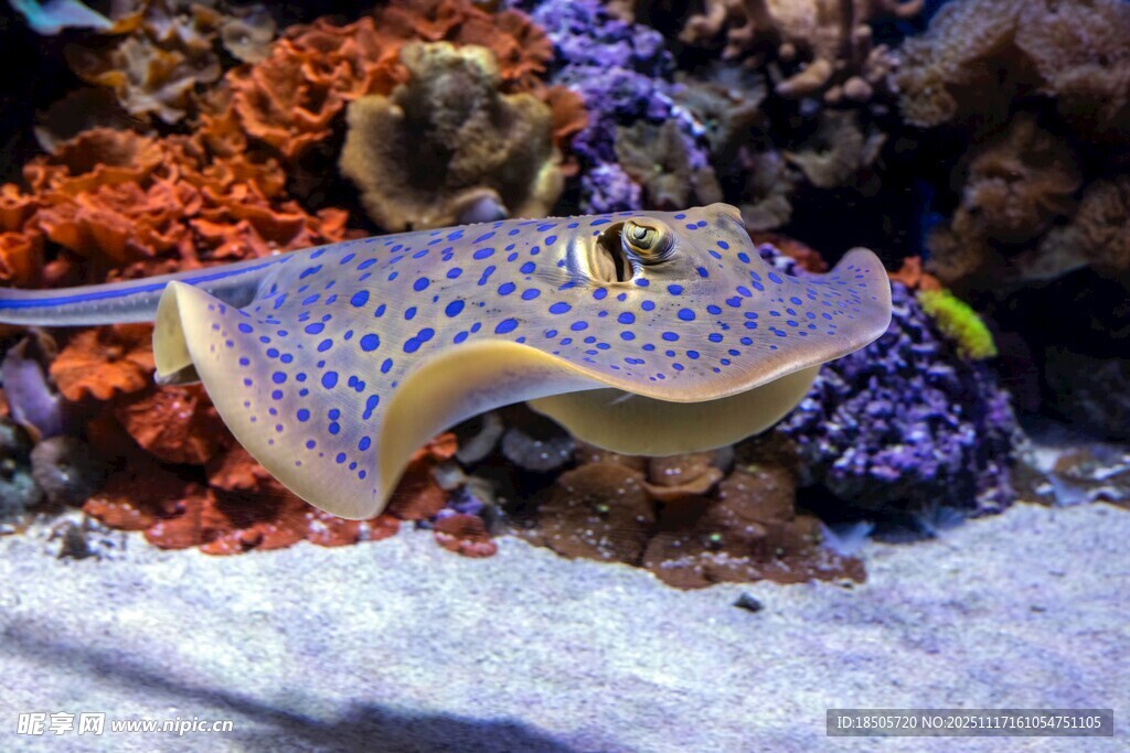 海底梦幻蓝斑鳐鱼