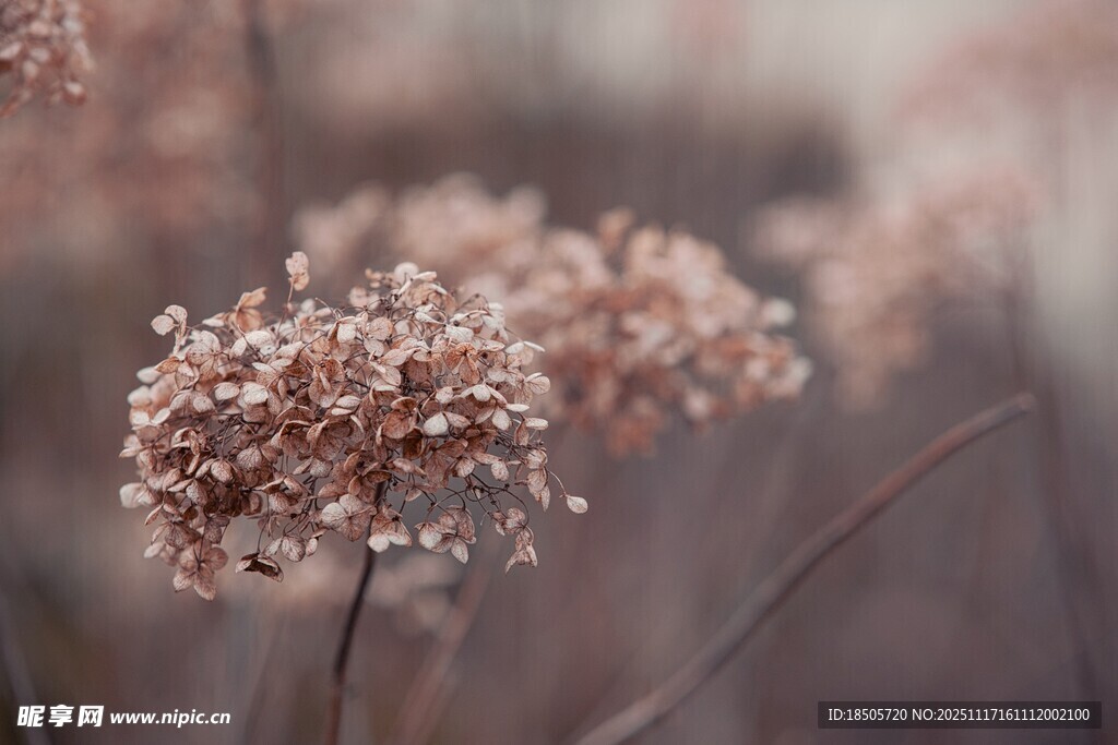 雾中绽放的精致绒绒小花