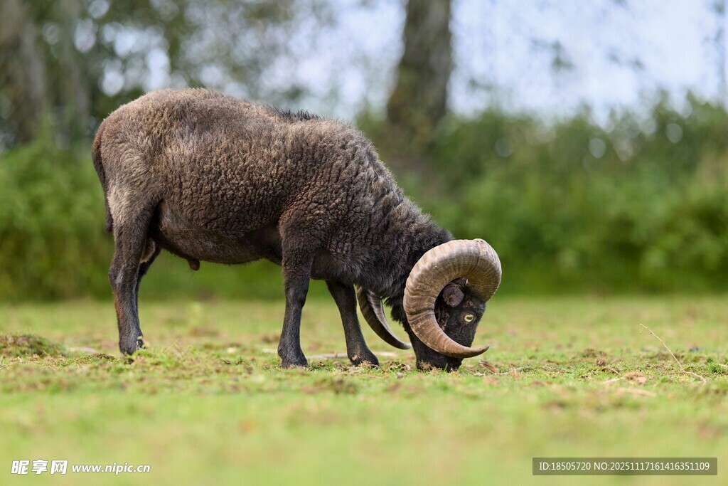 草原上的大角羊