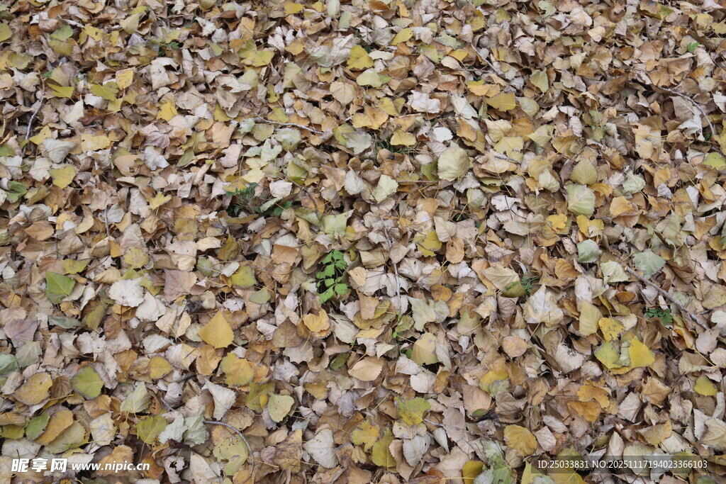 秋日落叶铺满地面景象