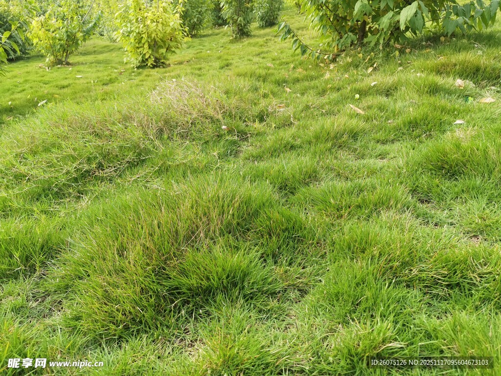 翠绿草地生机盎然