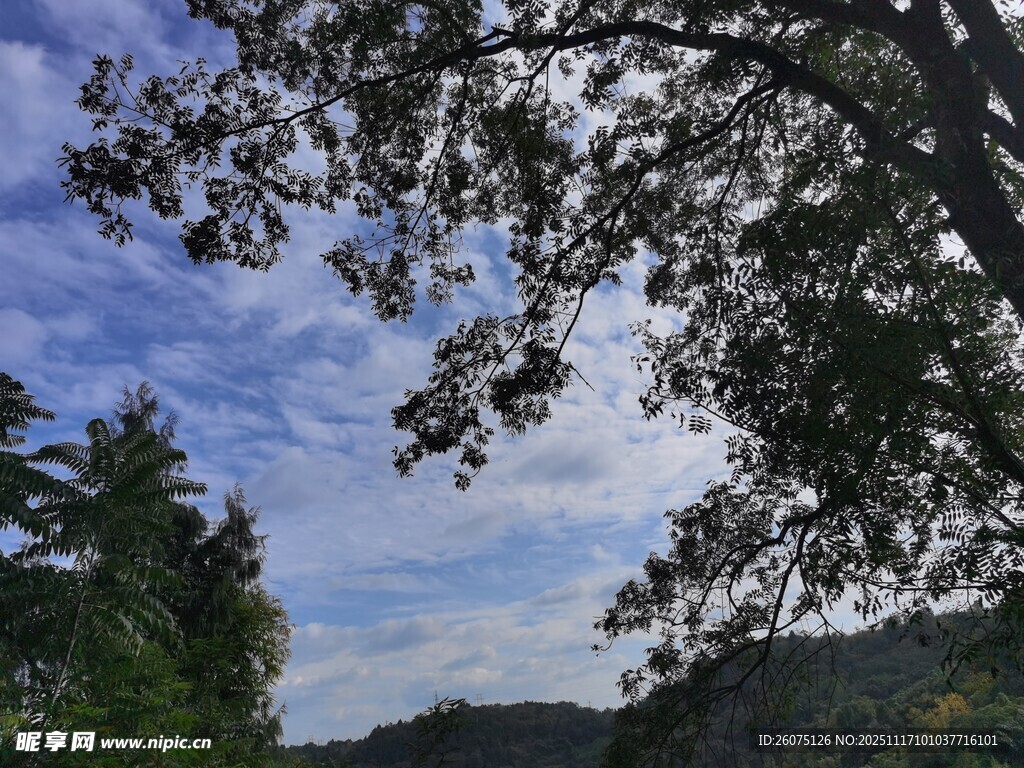 林间树梢望蓝天