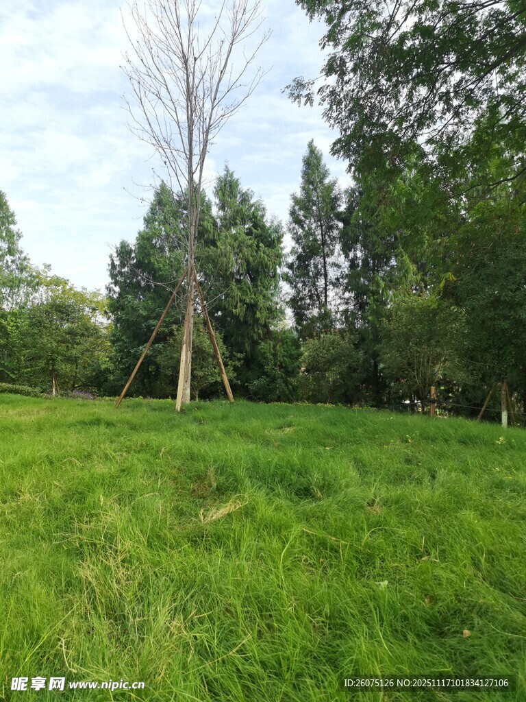 绿意盎然的户外草地风景