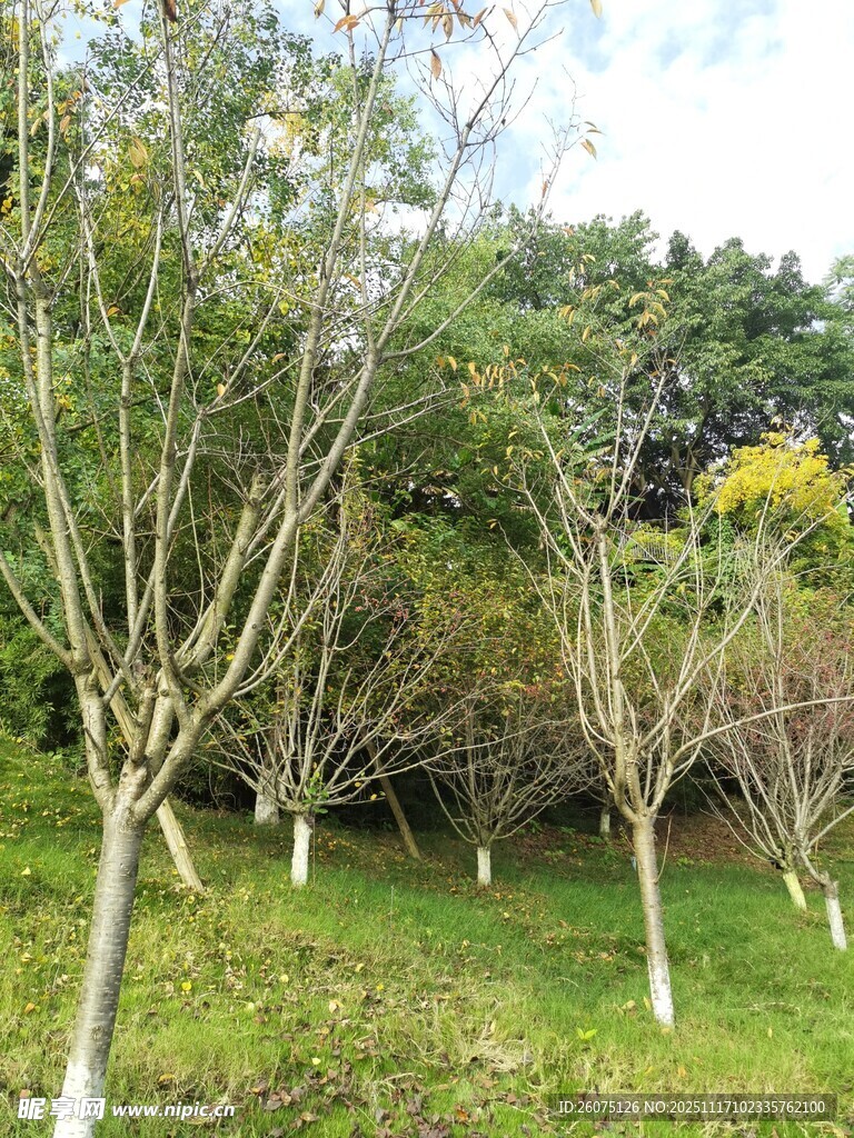 林间树木与草地景致