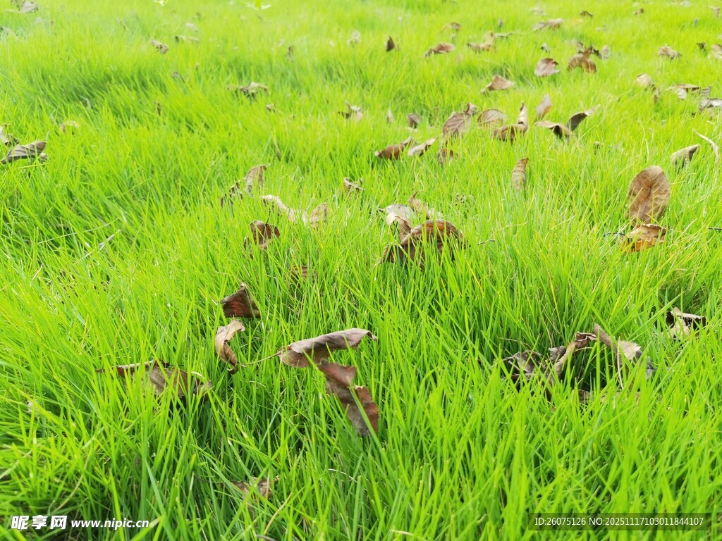 翠绿草地中的蒲公英