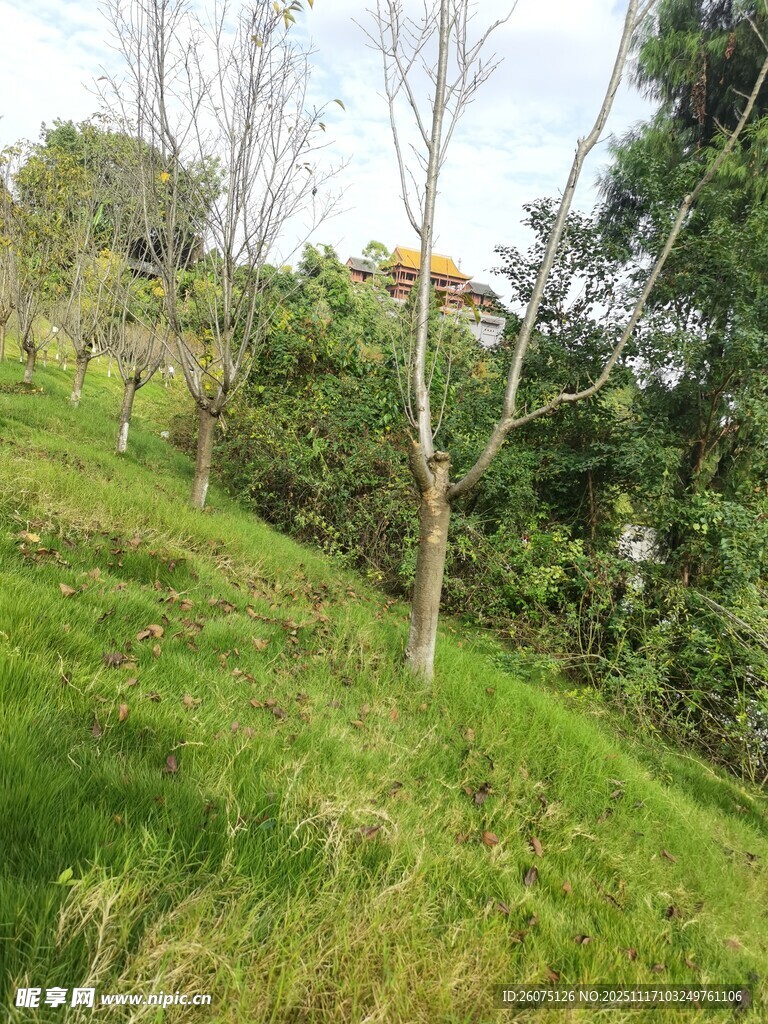 绿意盎然的山坡风景