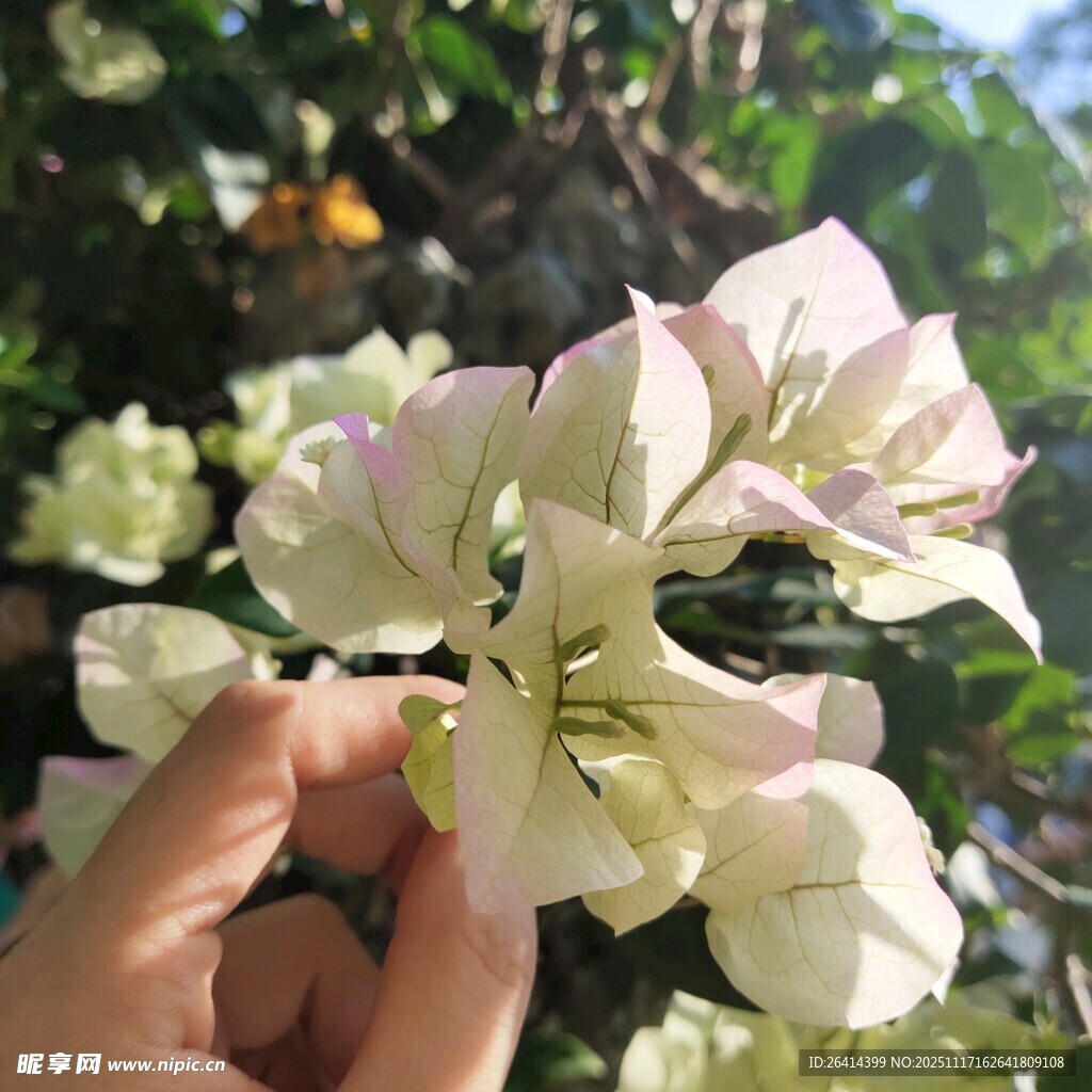 手捧淡雅三角梅花朵