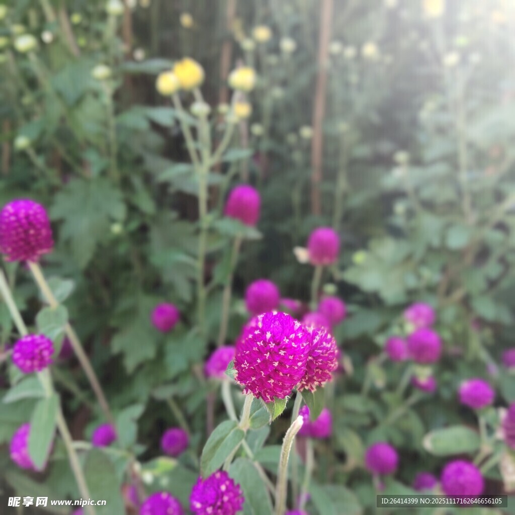 阳光下的艳丽紫花