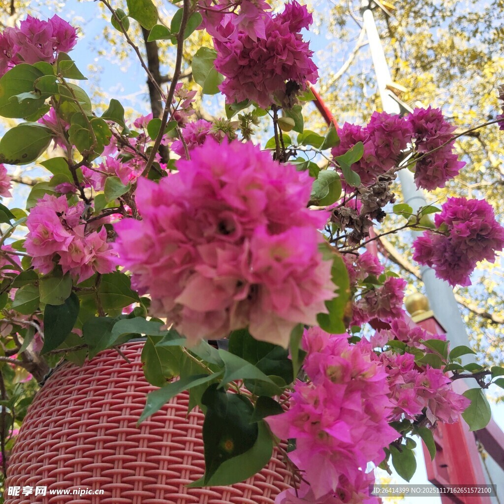 盛放的玫粉色繁花吊篮