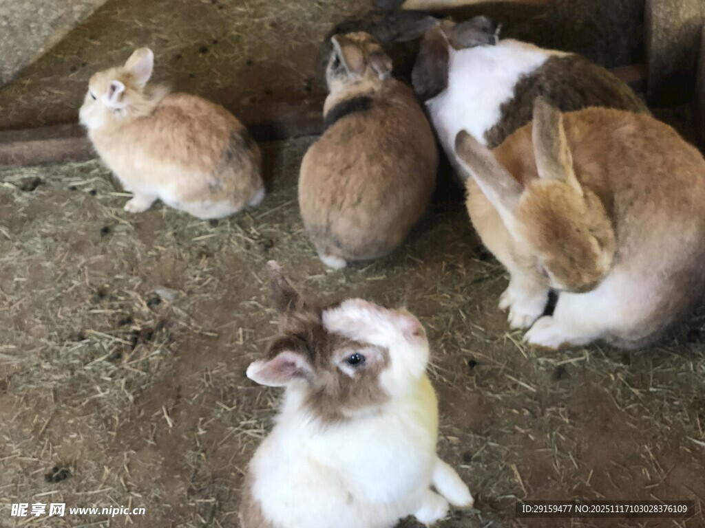 一群可爱兔子聚集在一起