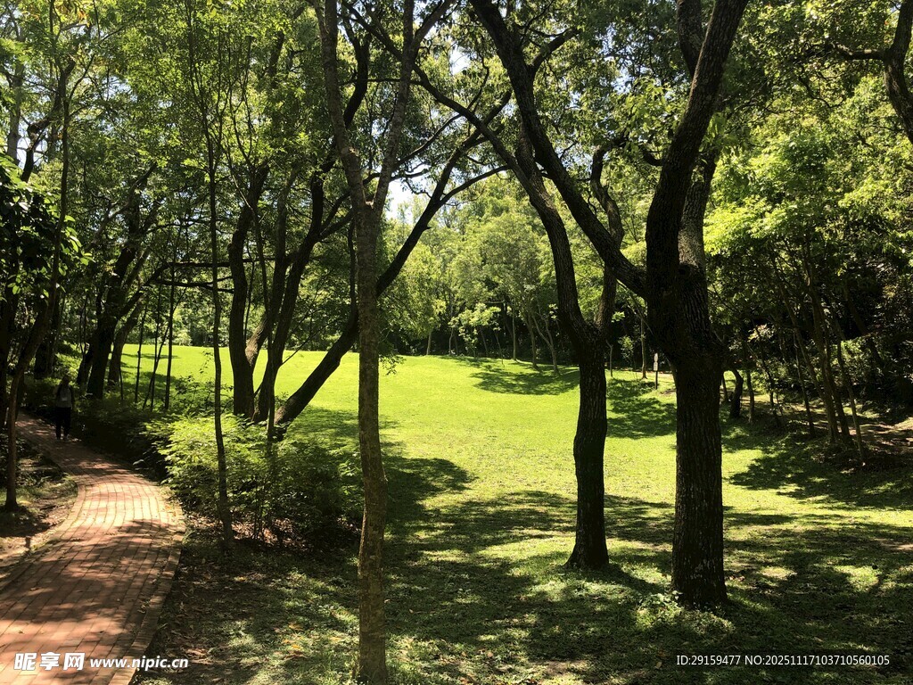 林间草地静谧自然景致