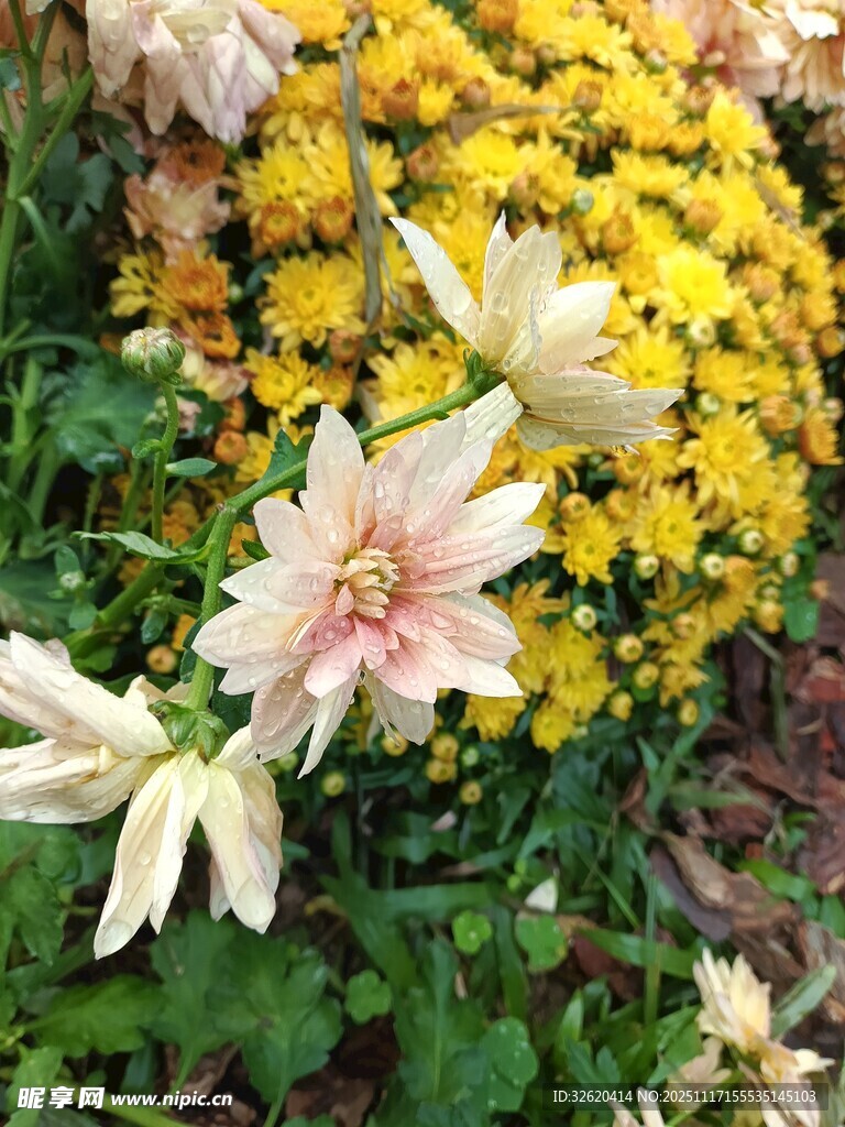 多彩花卉绽放生机