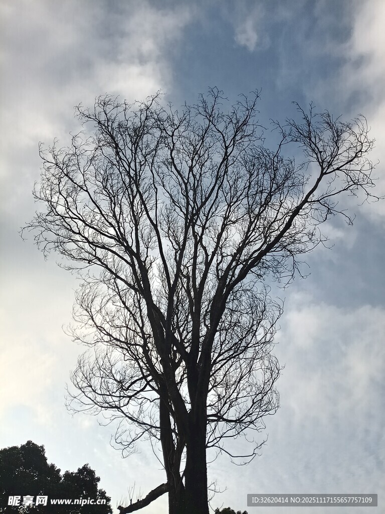 孤独枯树立于天际