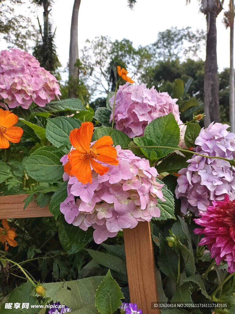 多彩花卉绽放于木架旁