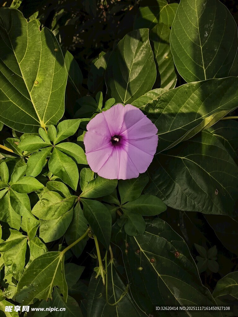 紫色牵牛花绽放绿叶间