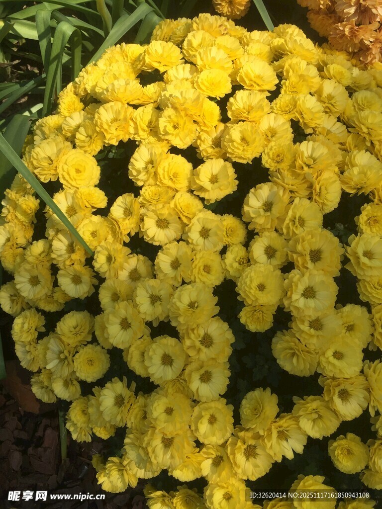 黄色小花簇拥绽放