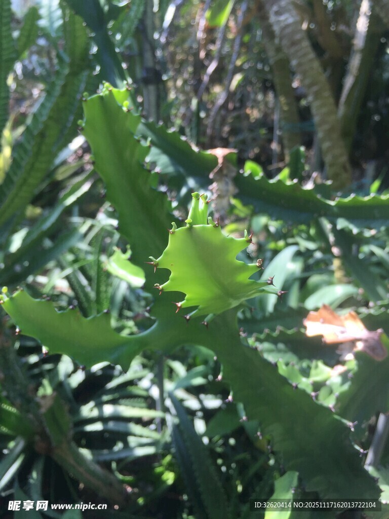 带刺的绿色芦荟植物