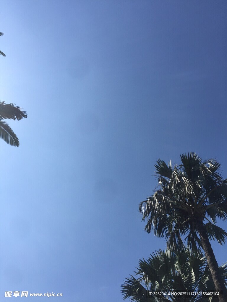 蓝天映衬下的高大棕榈树
