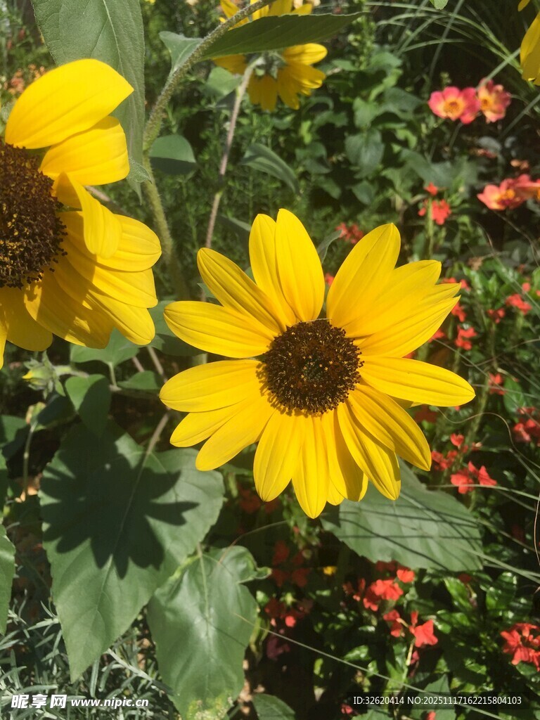 两朵向日葵绽放于花丛