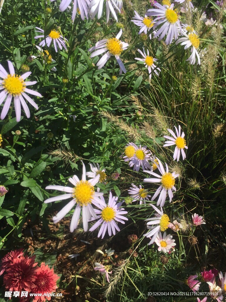 美丽雏菊绽放于草丛间