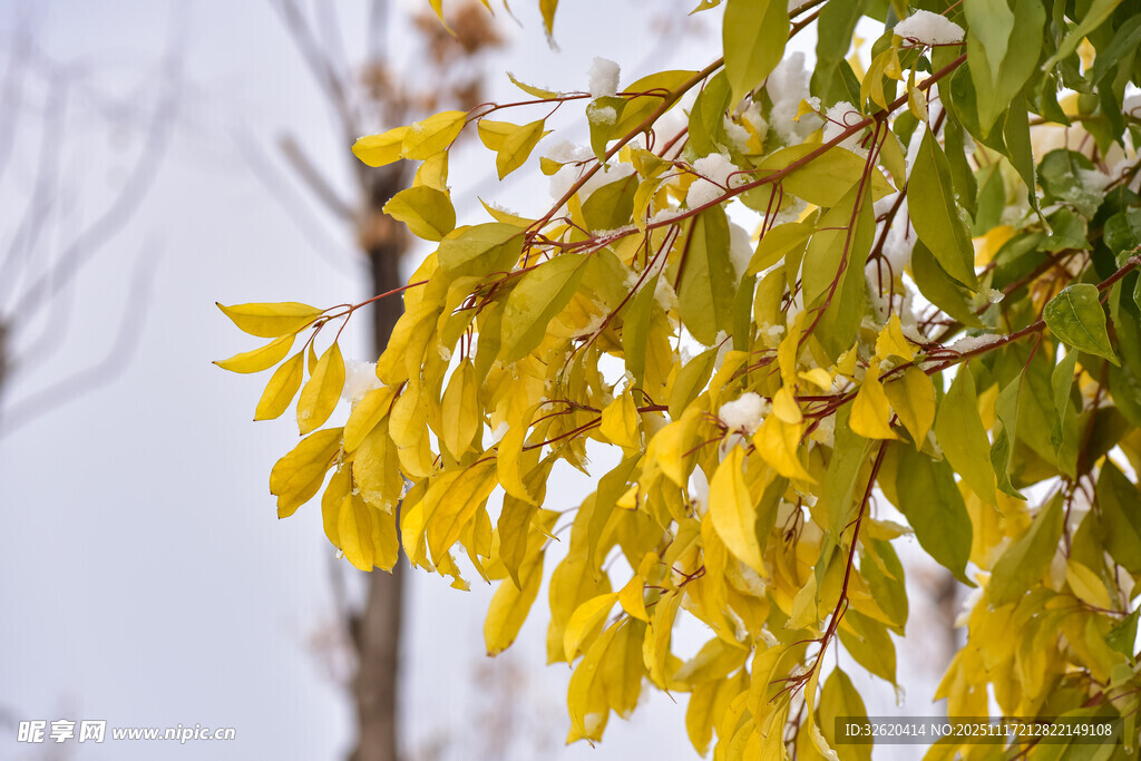 金黄树叶挂枝头