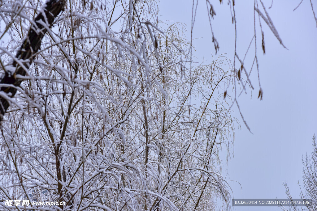雪覆柳枝