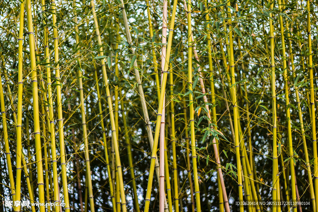 金黄竹林景观