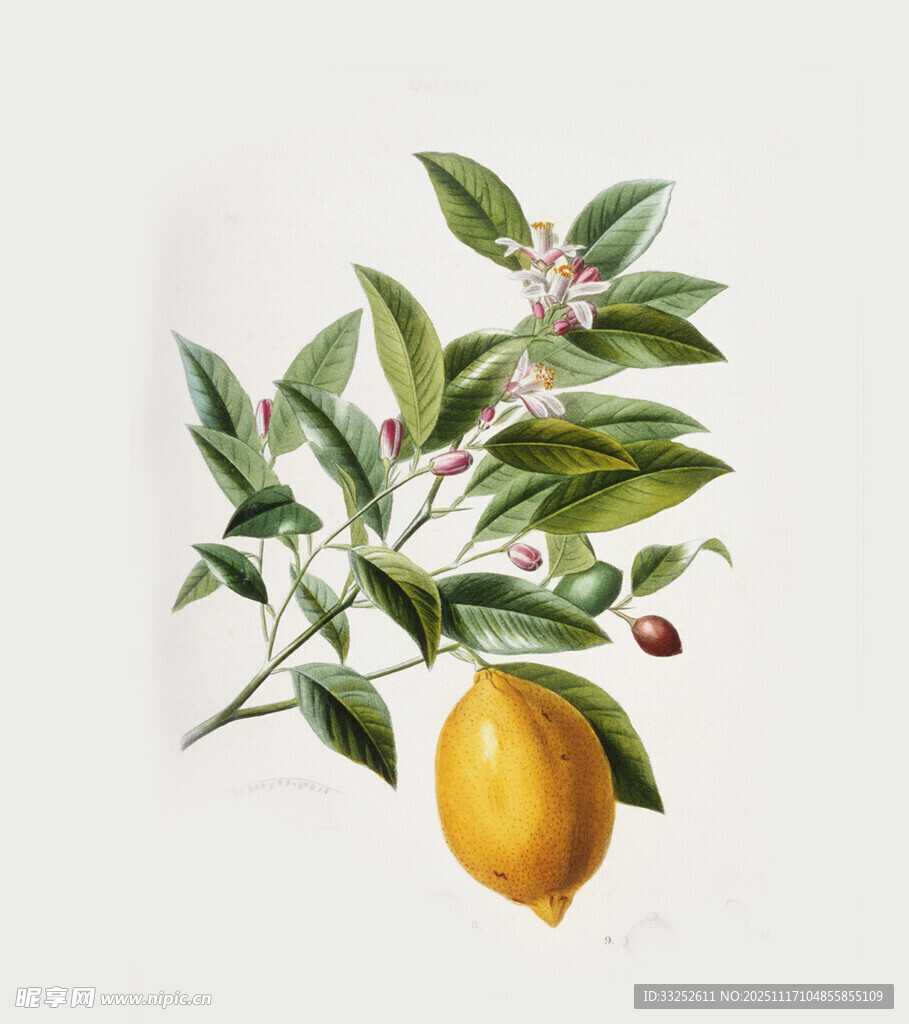 枝头柠檬 绿叶相伴