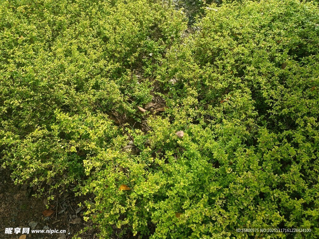 茂密绿植俯瞰景象