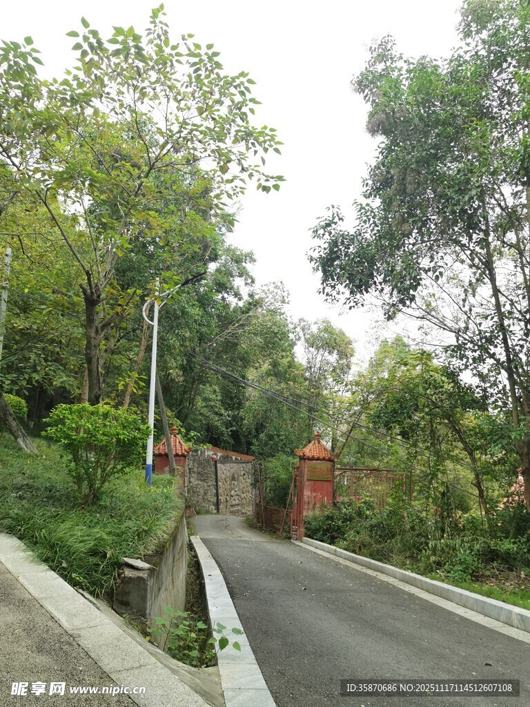 林间幽静道路绿意盎然