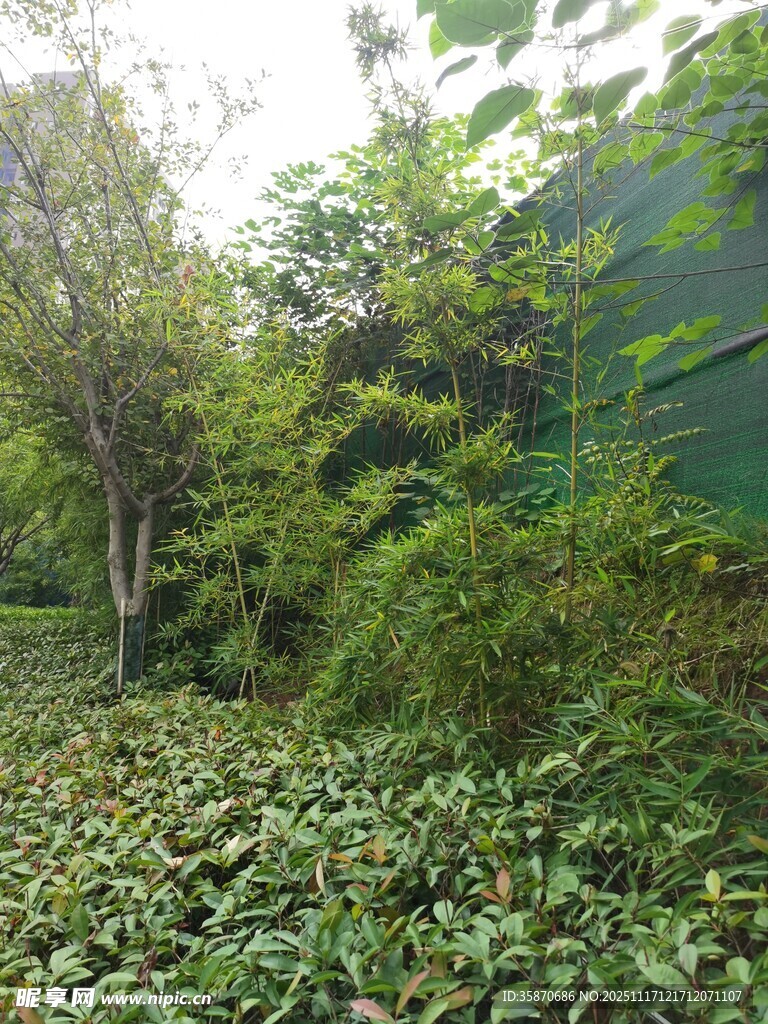 绿意盎然的林间植物景观