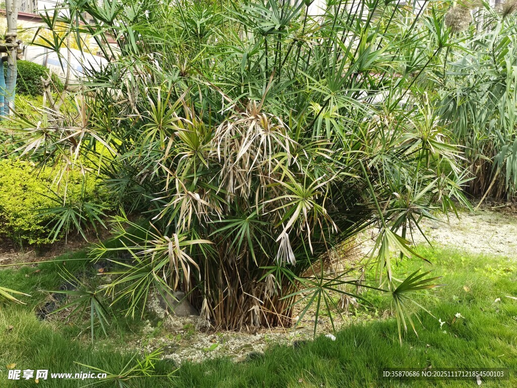 茂盛的芦苇丛景观