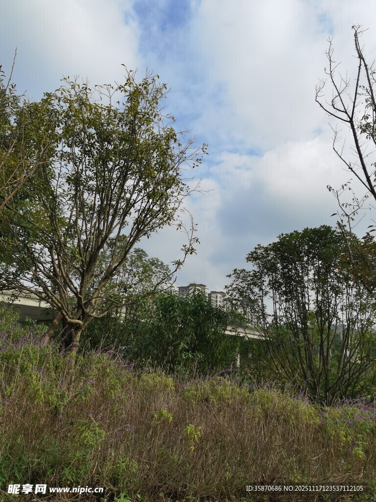 野外繁茂植被与树木景观