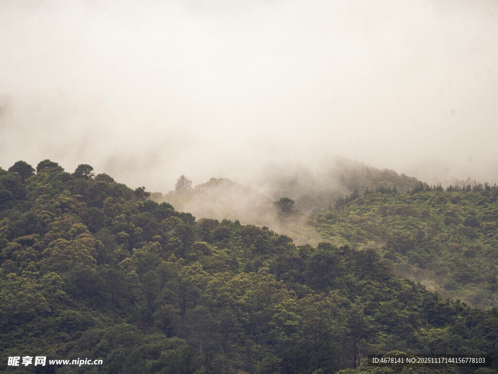 云雾缭绕的茂密山林