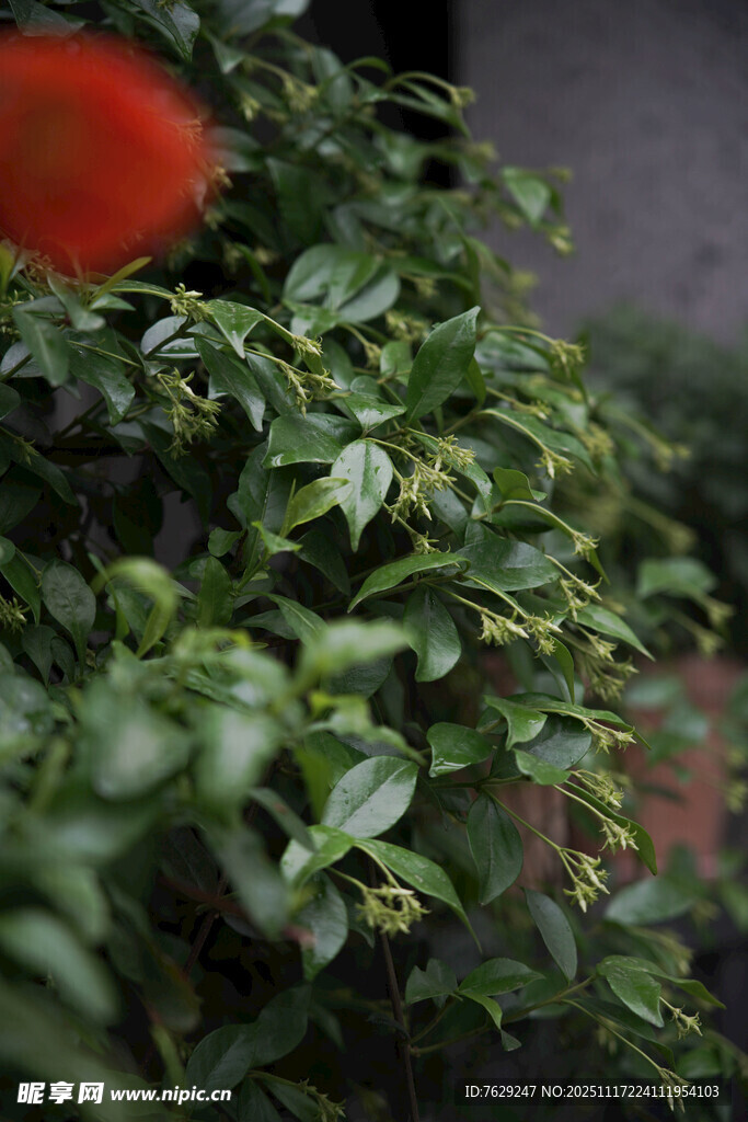 初春的风车茉莉