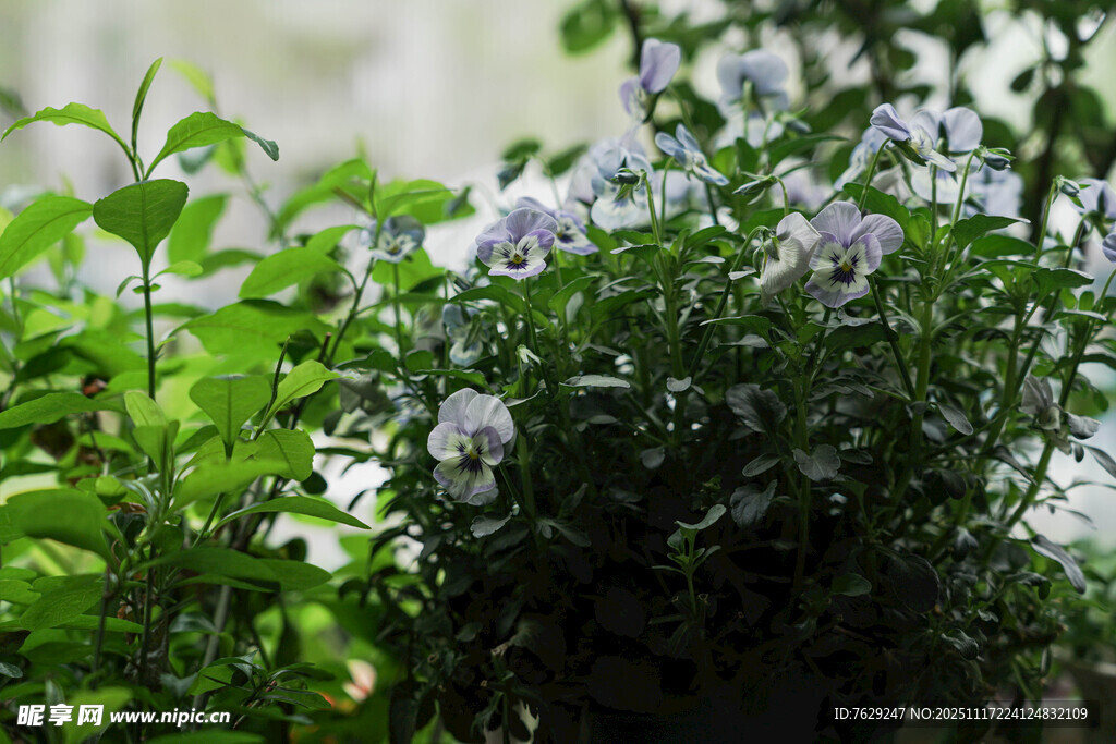 绿叶丛中的淡紫色角堇