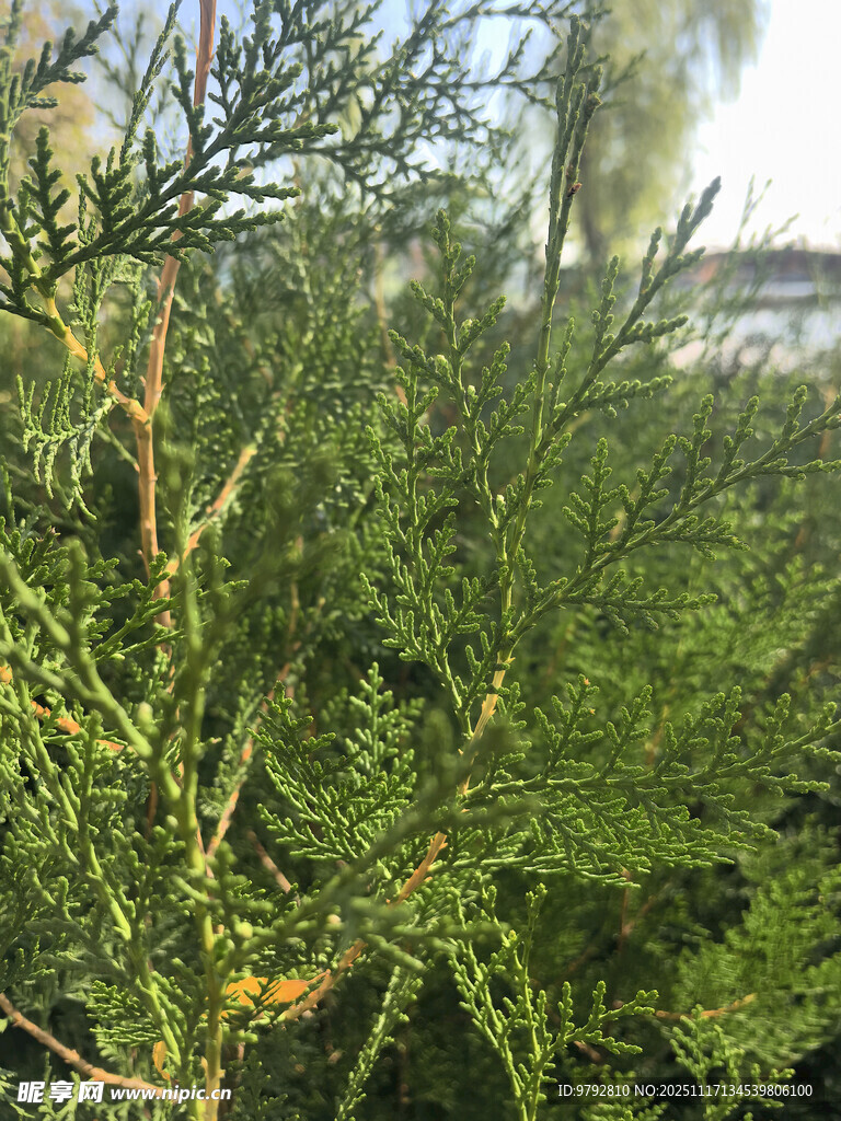 翠绿松针特写