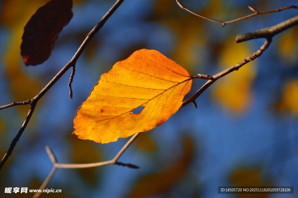 秋日枝头的金黄叶片