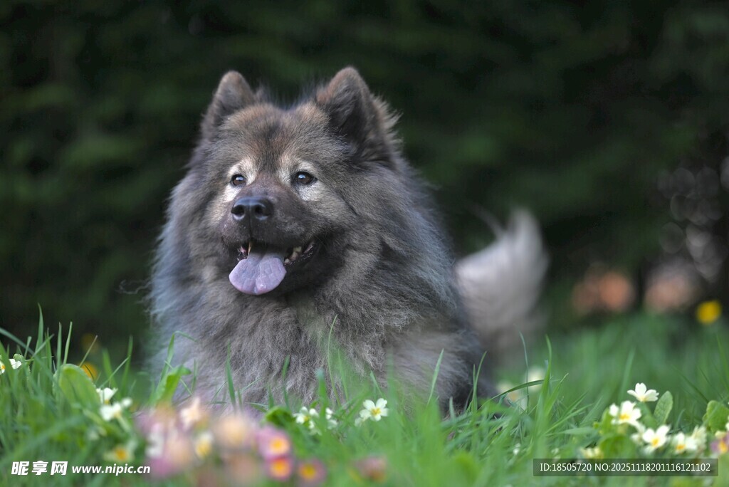 草地上的可爱蓬松大狗