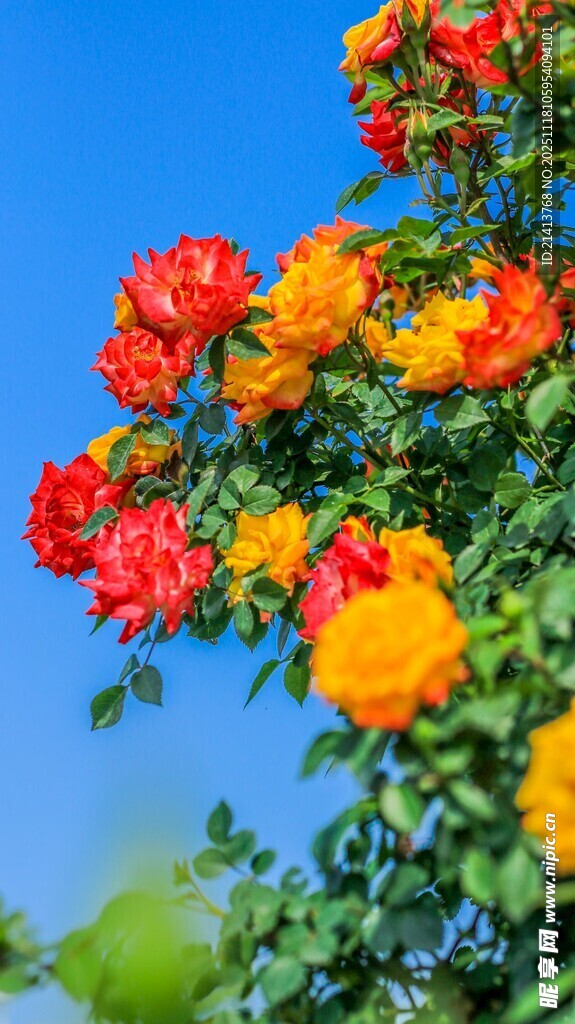 多彩玫瑰绽放蓝天之下