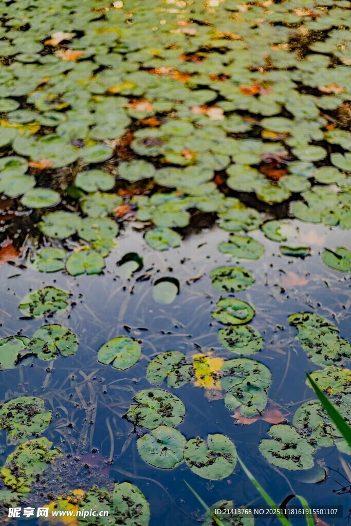 池塘中的睡莲与浮萍景观