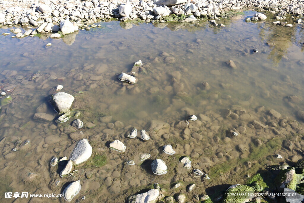 清澈浅水中的鹅卵石