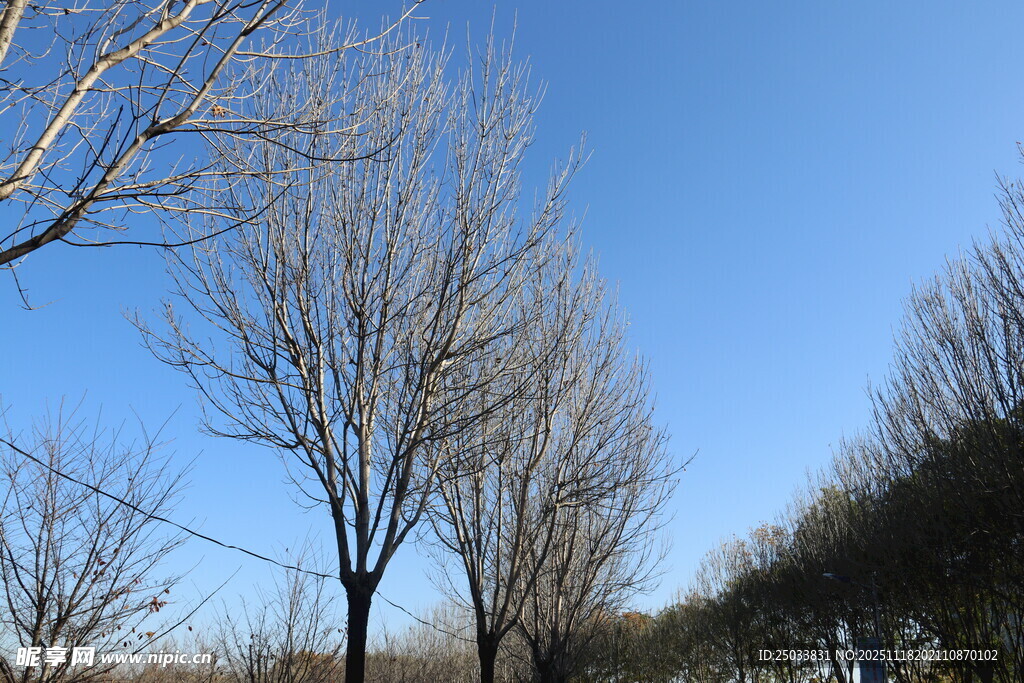 冬日光秃树木与蓝天景象