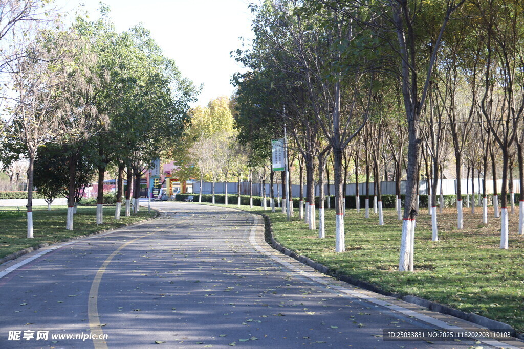 林荫道路风景