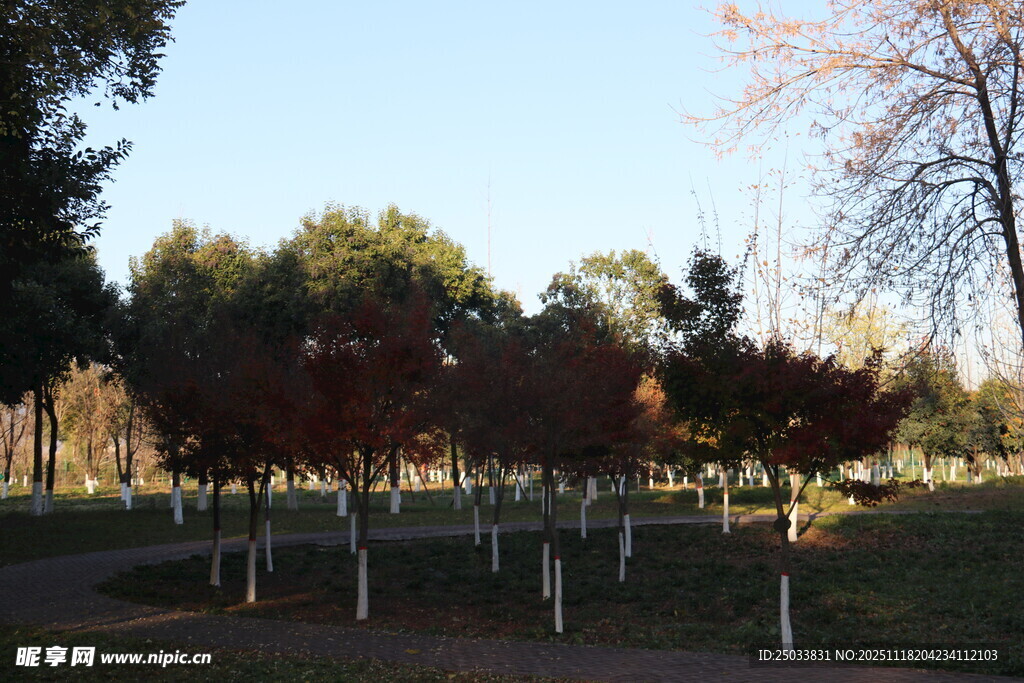 秋日园林中的树木景观