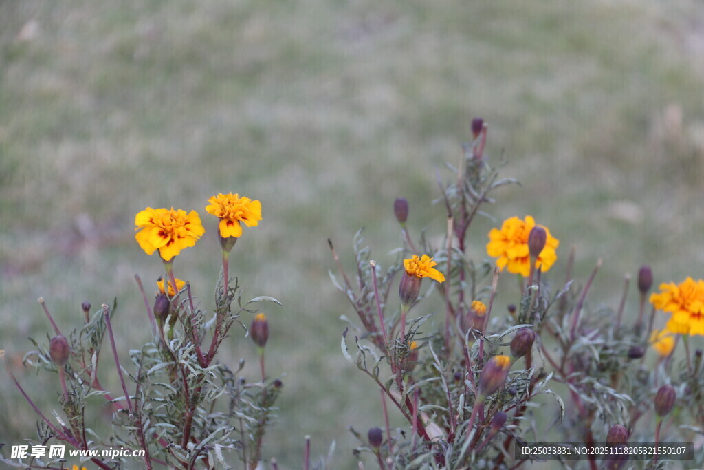 田野中的鲜艳黄色小花
