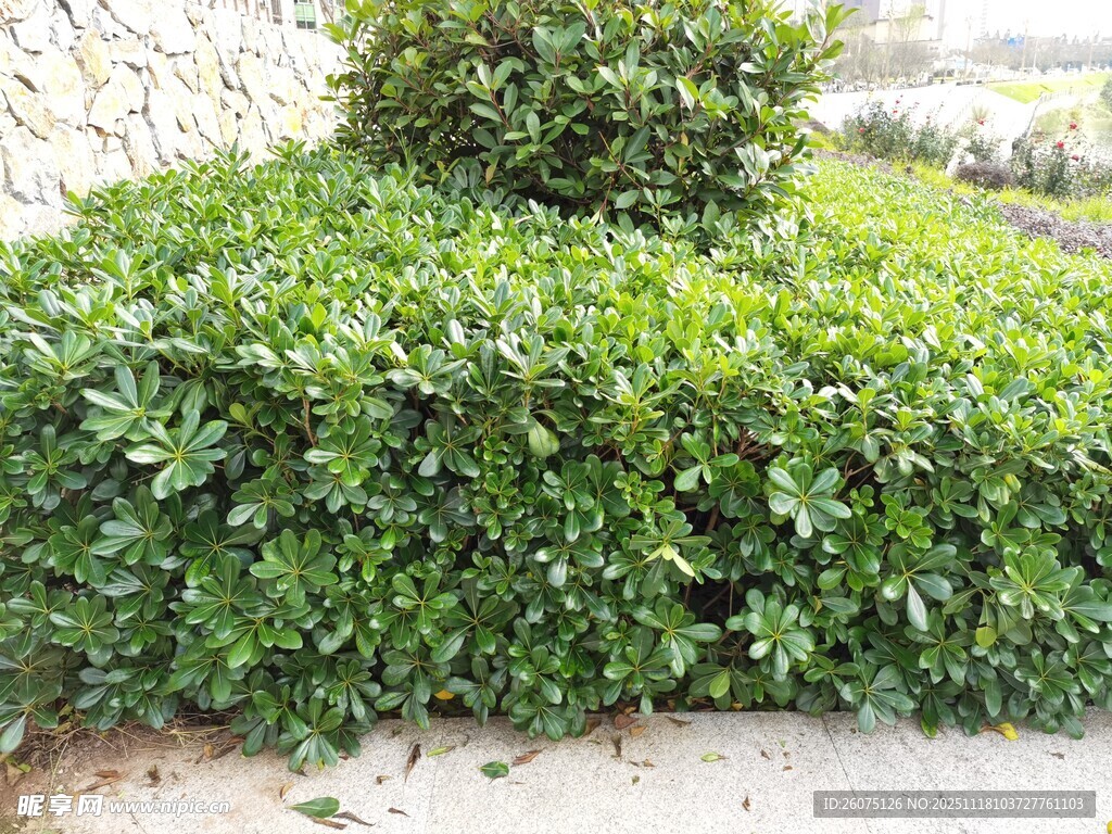 修剪整齐的绿色灌木丛