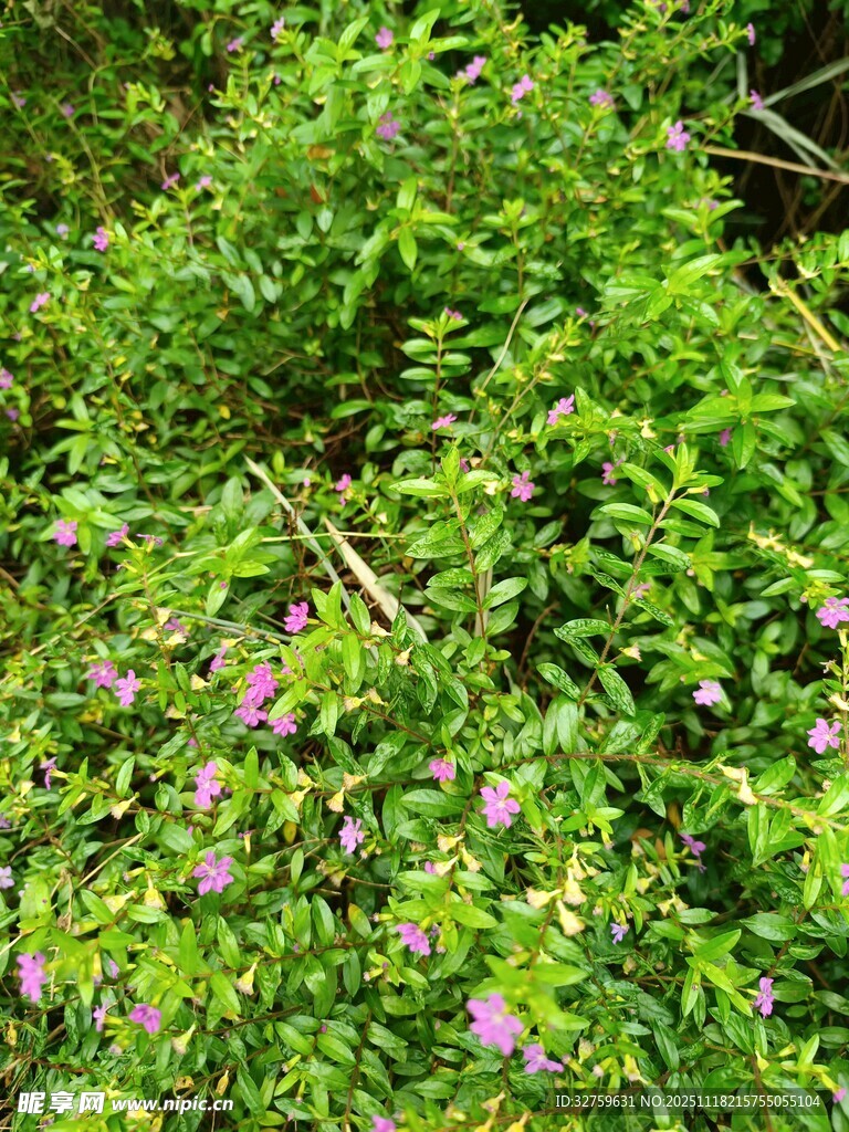 绿意中点缀的紫色小花
